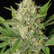 Motavation feminized seeds