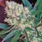 Green Poison F1 Fast Version feminized seeds