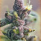 Ice Cool Auto feminized seeds