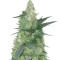 Bud Bud Bling Tingz (Dr. Krippling Seeds)