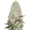 Auto Amnesia Haze (Victory Seeds)