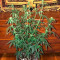 OG Kush Seeds (Dr. Krippling Seeds)