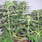 Pineapple Chunk Seeds