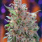 Californian Orange (Dutch Passion)