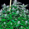 Critical + Seeds