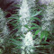 Pure AK fem (Female Seeds)