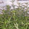 Trainwreck regular (Humboldt Seeds Organization)