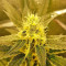 White Widow (Vision Seeds)