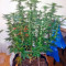 Graines de cannabis Kaia Kush (GHS)