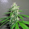 Graines de cannabis Kaia Kush (GHS)
