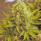 Killer Kush Auto (Sweet Seeds)