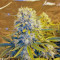 Killer Kush Auto Seeds