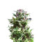 Graines de cannabis Forest Dream (Dutch Passion)