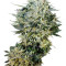 Sugar Gom Auto Seeds
