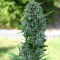 AK-49 Auto feminized seeds