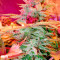 Afghan Kush x Skunk (World of Seeds)