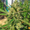 Black D.O.G. feminized seeds