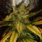 Choco Bud (Vision Seeds)