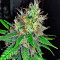 Mohan Ram Auto (Sweet Seeds)