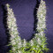 Monster (Eva Seeds)