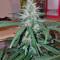 Peyote Cookies strain