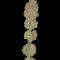 Semi femminizzati di Serious Kush