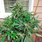 Sour Diesel Auto feminized seeds