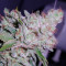White Berry feminized seeds (VIP Seeds)