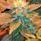 White Widow feminized seeds (Dinafem)