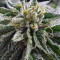 Canadian Kush Seeds