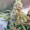 Graines de cannabis Green Poison (Sweet Seeds)