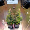 OG Kush Autoflowering (Dinafem Seeds)
