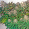 Pato #1 (Kannabia Seeds)