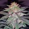 Tutankhamon (King Tut) feminized seeds