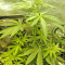 Graines de cannabis Amnesia Kush (Dinafem Seeds)