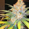 Aurora Indica strain