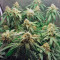 Auto Euforia (Dutch Passion)