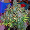 Critical Jack Autoflowering Seeds