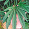 Graines de cannabis Master Kush (Humboldt Seeds Organization)