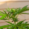 South African Kwazulu strain