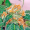 Super Silver feminized seeds