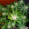 Graines de cannabis Super Skunk Auto (Vision Seeds)