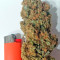 Graines de cannabis White Domina (Kannabia Seeds)
