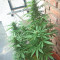 White Siberian feminized seeds