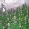Graines de cannabis Green Poison (Sweet Seeds)