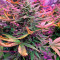 Haze XXL Autoflowering Seeds