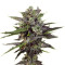 Auto Blueberry feminized seeds (Dutch Passion)