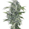 Semi femminizzati Maxi Haze Auto
