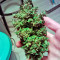 Triple Cheese feminized seeds