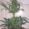 Blue Kush weed strain